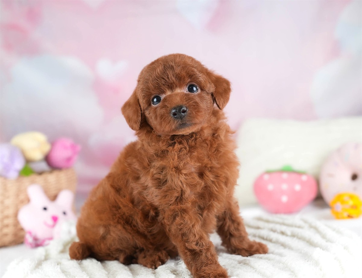 トイ・プードル | 女の子 | レッド | 2026年2月28日（ID:dog-30003119）