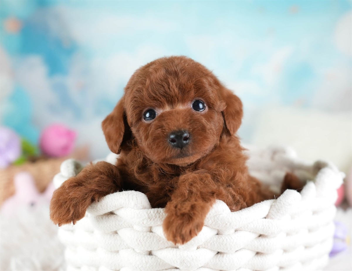 トイ・プードル | 女の子 | レッド | 2026年2月28日（ID:dog-30003119）