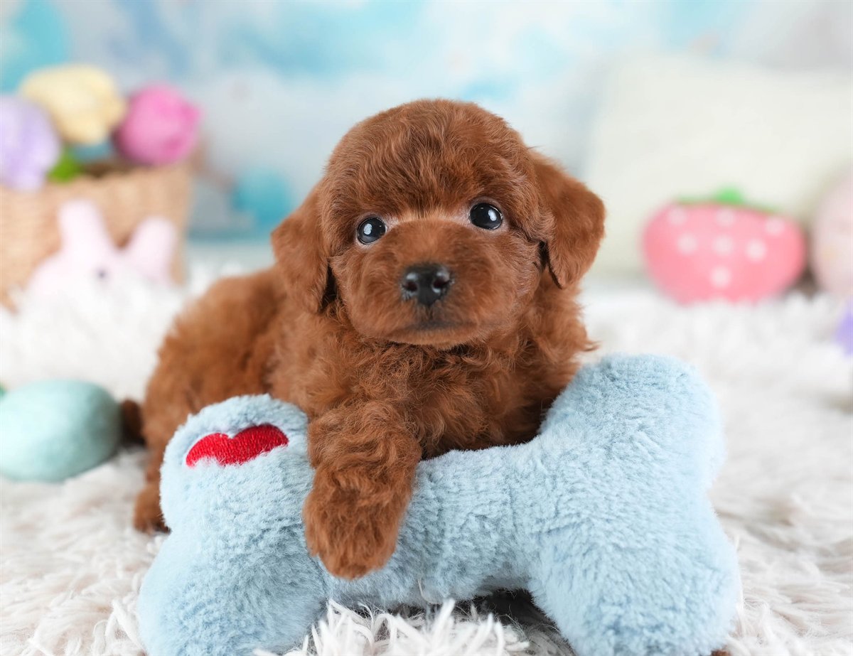 トイ・プードル | 女の子 | レッド | 2026年2月28日（ID:dog-30003119）