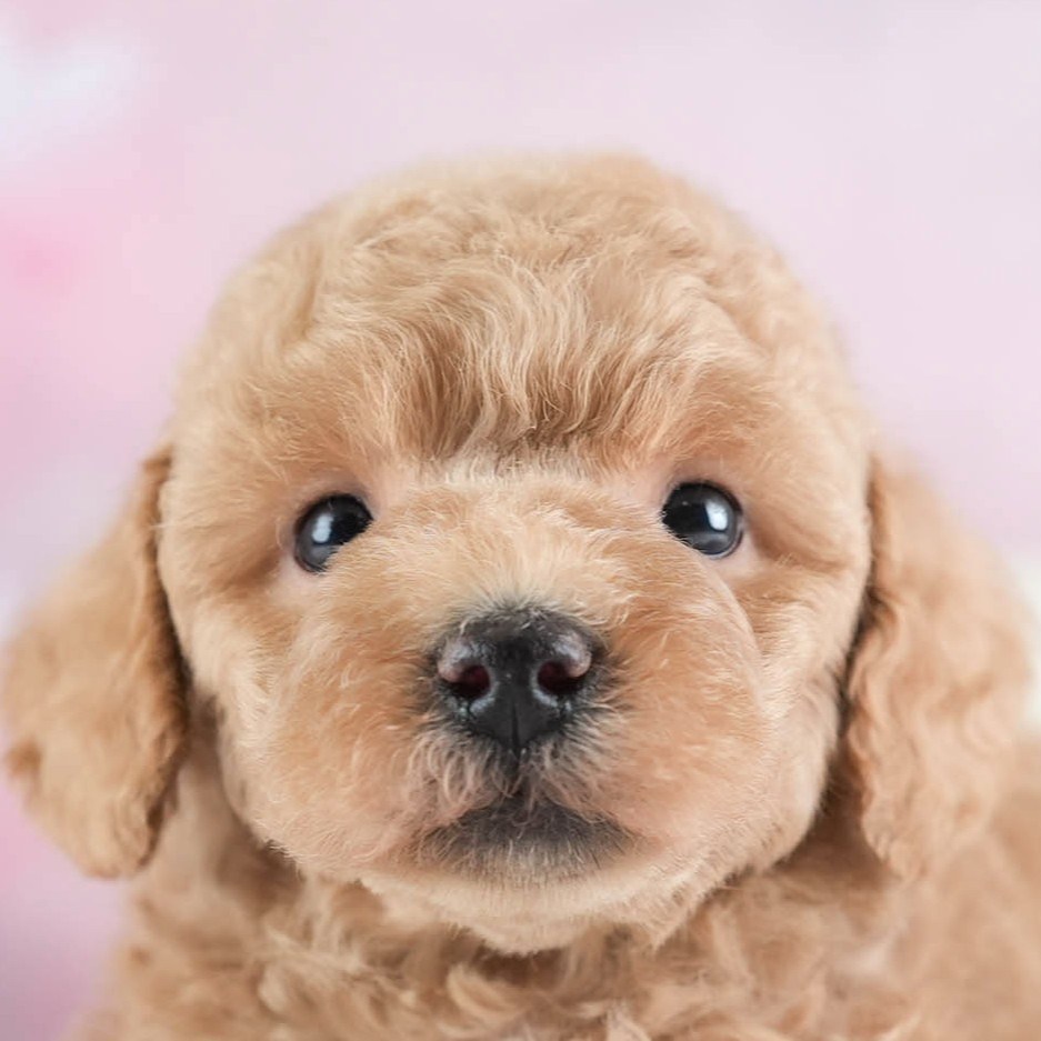 トイ・プードル | 男の子 | アプリコット | 2026年3月4日（ID:dog-30003125）