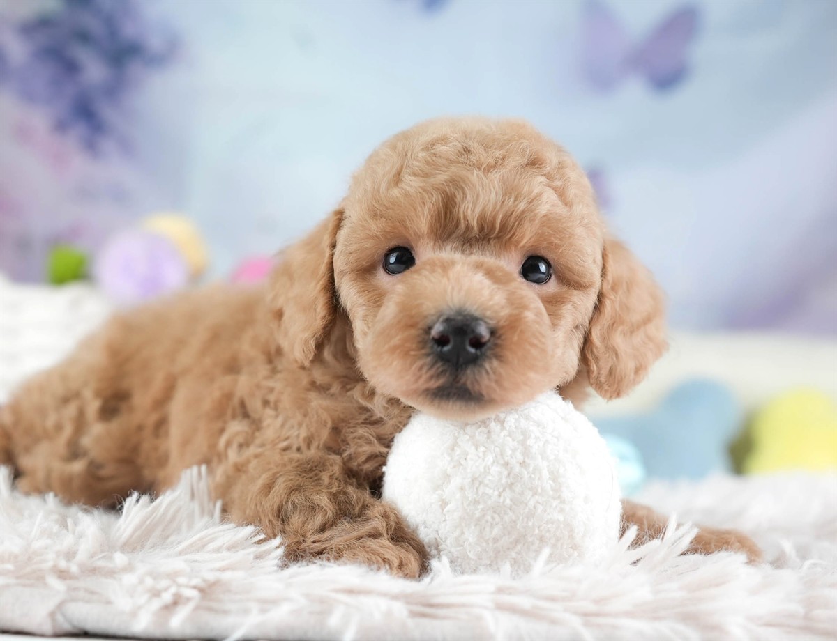 トイ・プードル | 男の子 | アプリコット | 2026年3月4日（ID:dog-30003125）