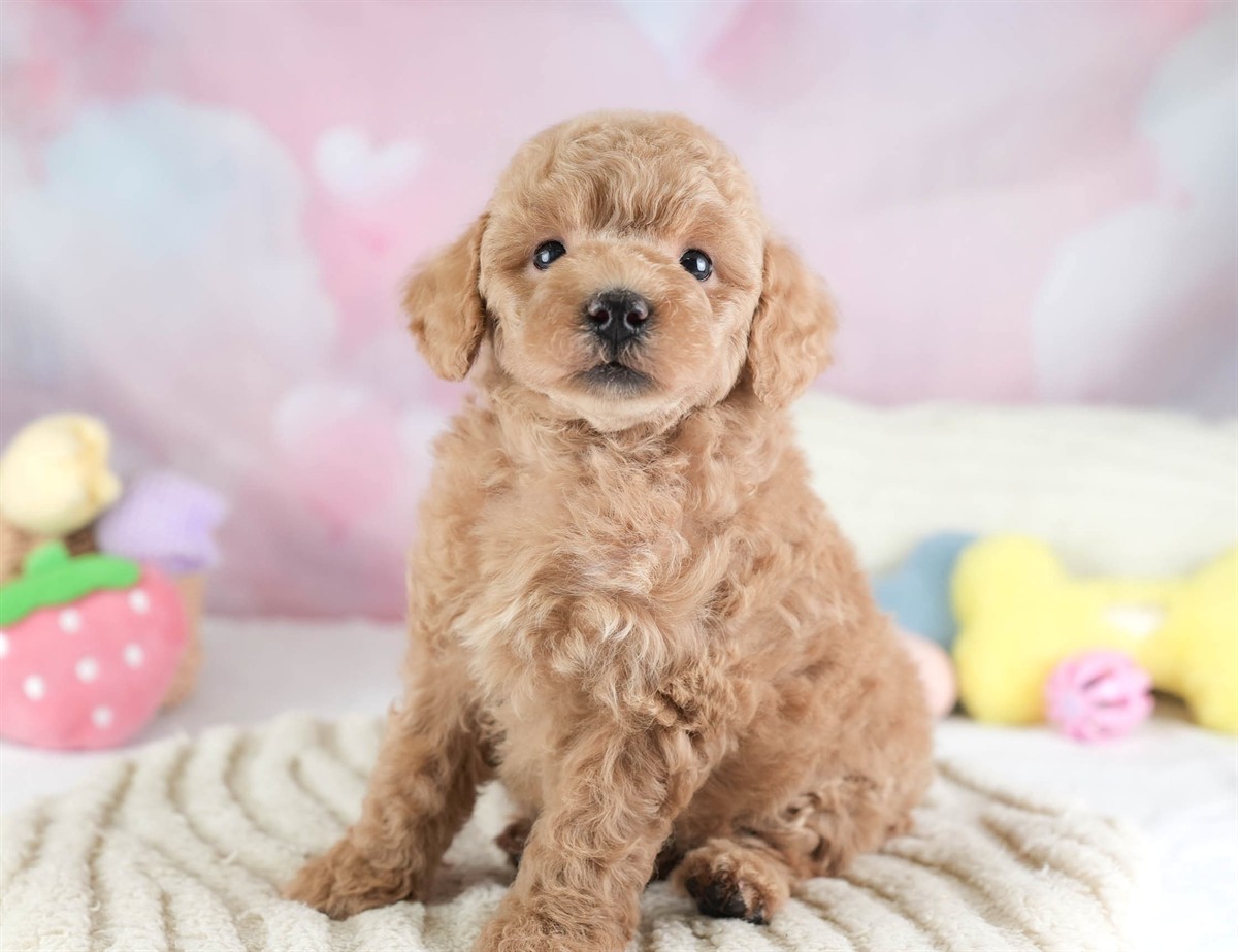 トイ・プードル | 男の子 | アプリコット | 2026年3月4日（ID:dog-30003125）