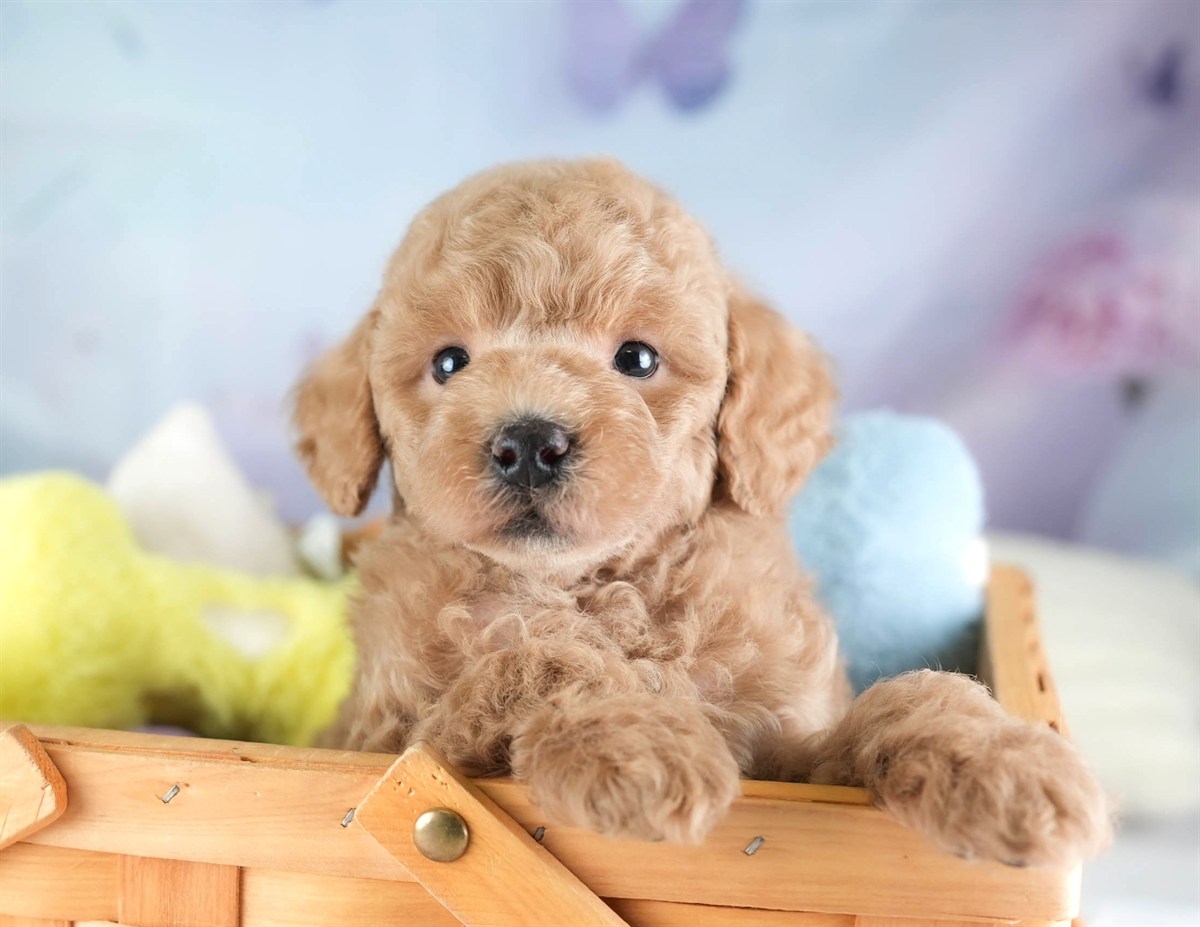 トイ・プードル | 男の子 | アプリコット | 2026年3月4日（ID:dog-30003125）