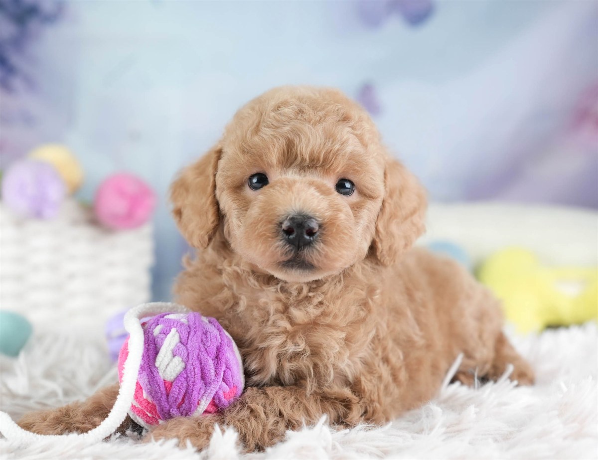 トイ・プードル | 男の子 | アプリコット | 2026年3月4日（ID:dog-30003125）