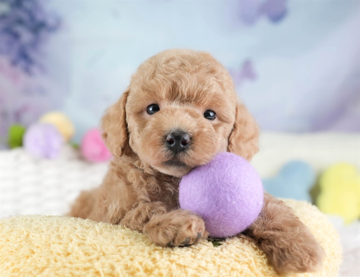 トイ・プードル | 男の子 | アプリコット | 2026年3月4日（ID:dog-30003125）