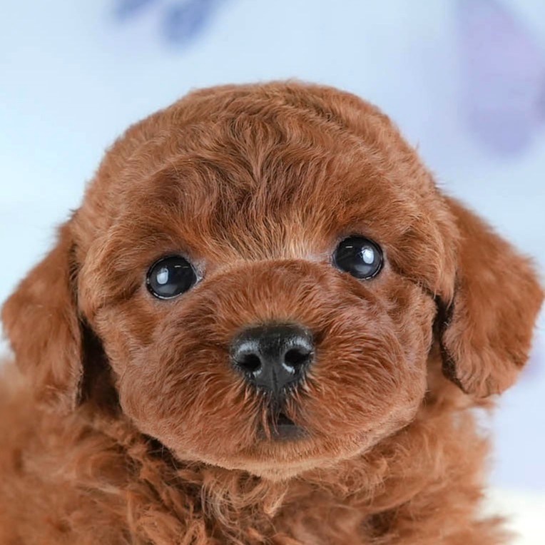 トイ・プードル | 女の子 | レッド | 2026年3月4日（ID:dog-30003126）