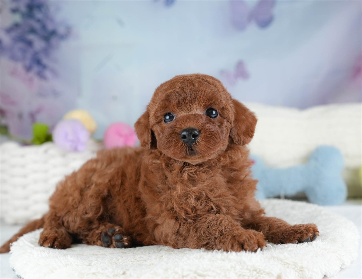 トイ・プードル | 女の子 | レッド | 2026年3月4日（ID:dog-30003126）