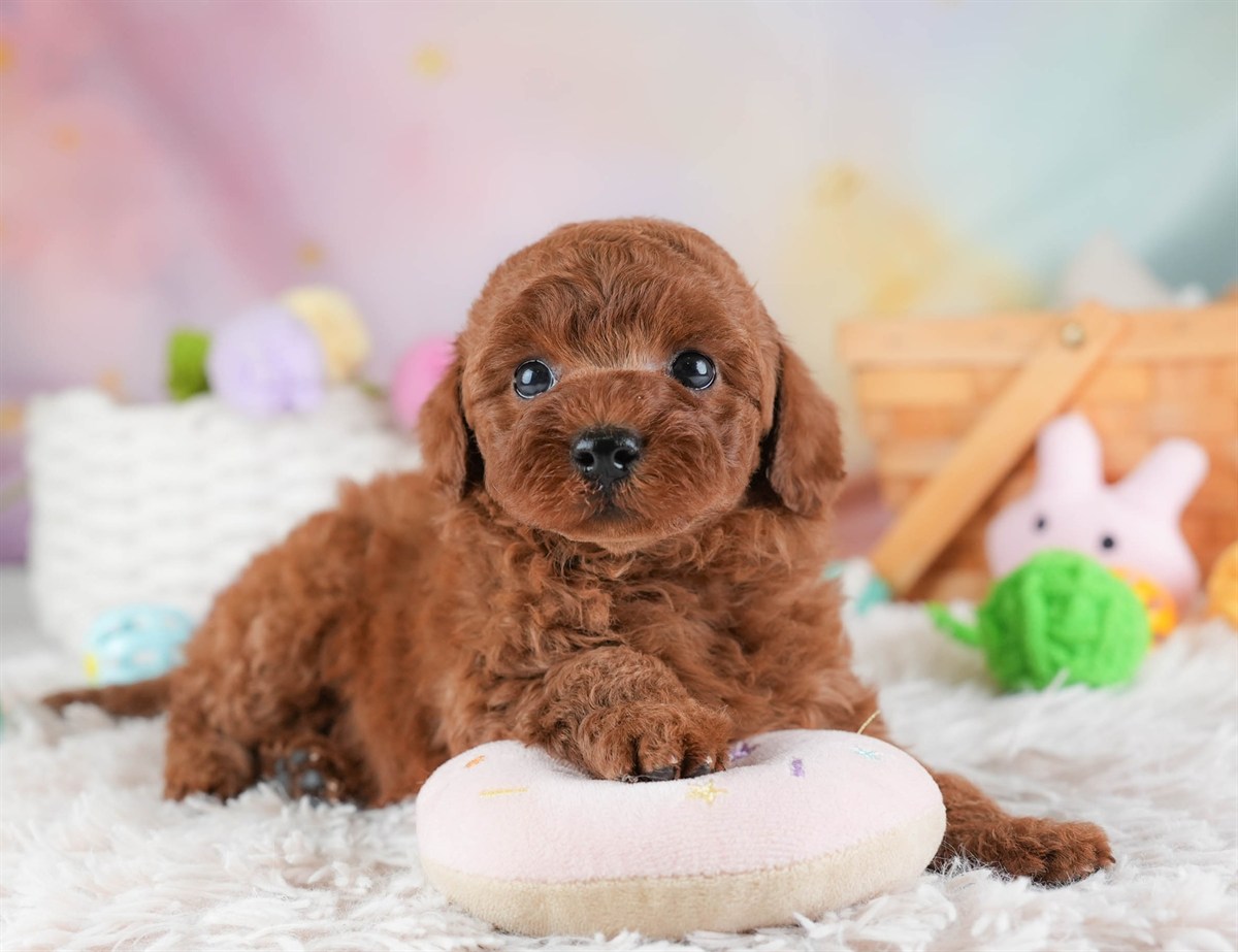 トイ・プードル | 女の子 | レッド | 2026年3月4日（ID:dog-30003126）