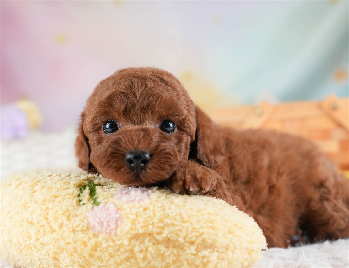 トイ・プードル | 女の子 | レッド | 2026年3月4日（ID:dog-30003126）