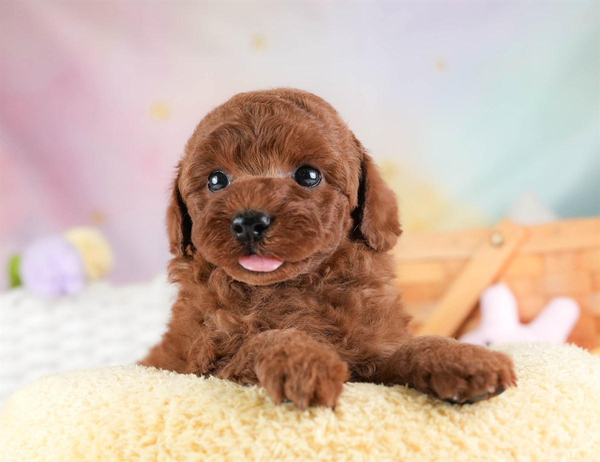 トイ・プードル | 女の子 | レッド | 2026年3月4日（ID:dog-30003126）