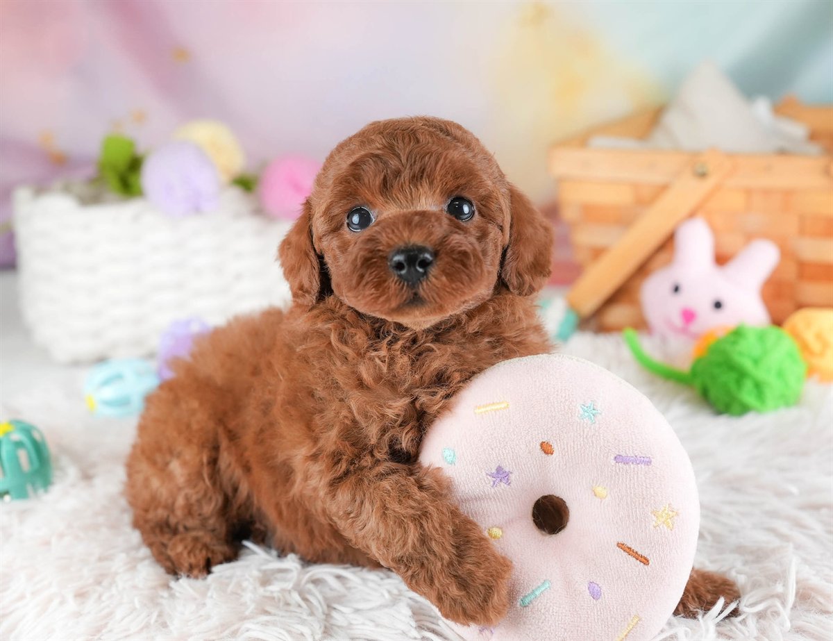 トイ・プードル | 女の子 | レッド | 2026年3月4日（ID:dog-30003126）