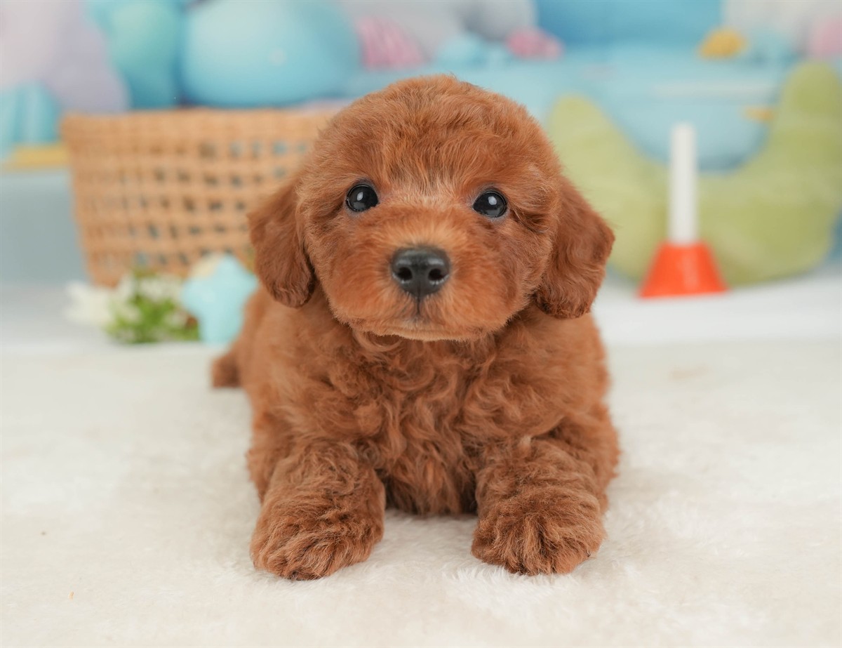 トイ・プードル | 男の子 | レッド | 2026年3月5日（ID:dog-30003134）