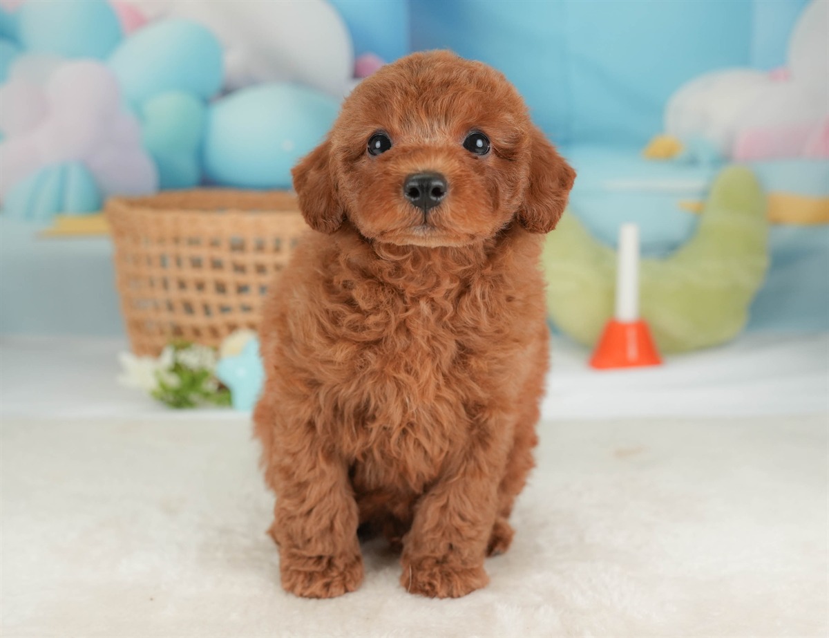 トイ・プードル | 男の子 | レッド | 2026年3月5日（ID:dog-30003134）