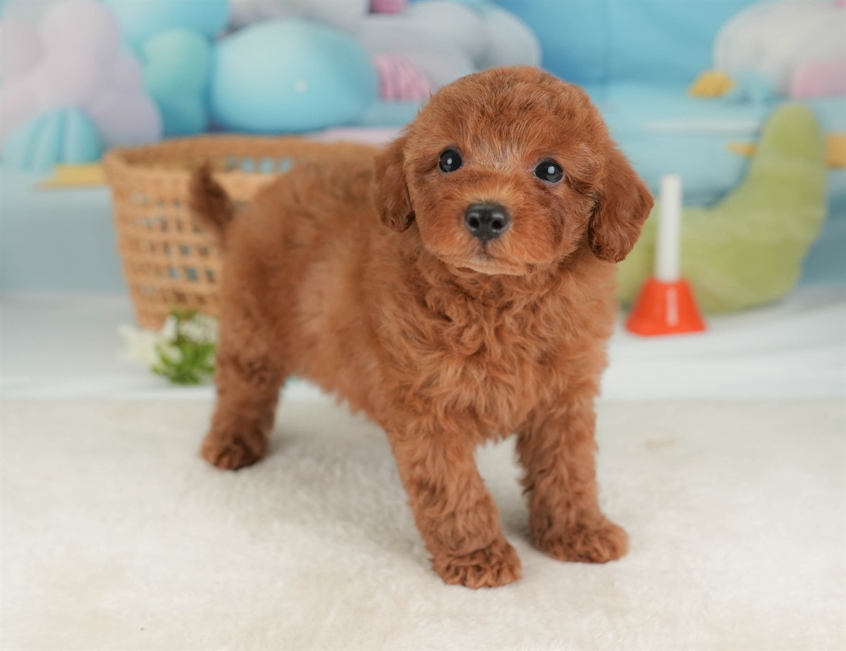 トイ・プードル | 男の子 | レッド | 2026年3月5日（ID:dog-30003134）