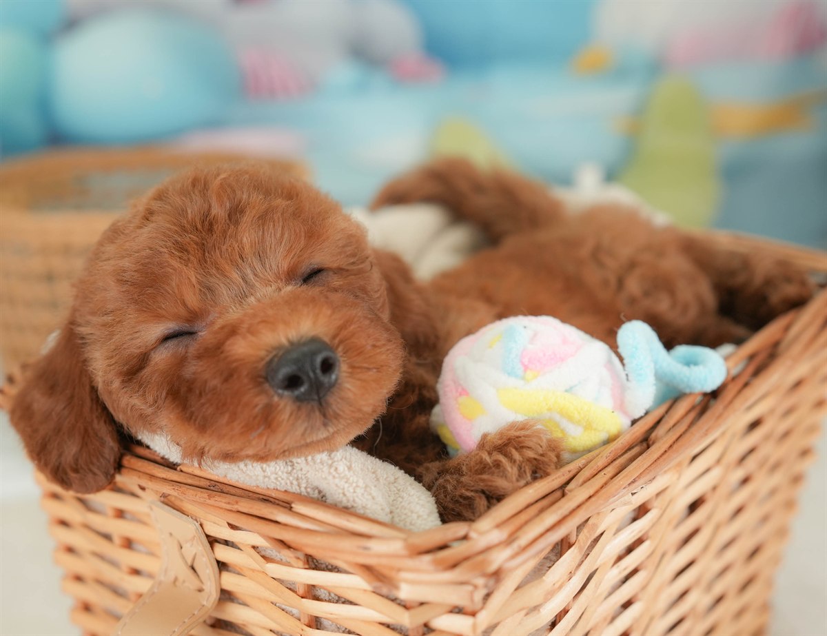 トイ・プードル | 男の子 | レッド | 2026年3月5日（ID:dog-30003134）