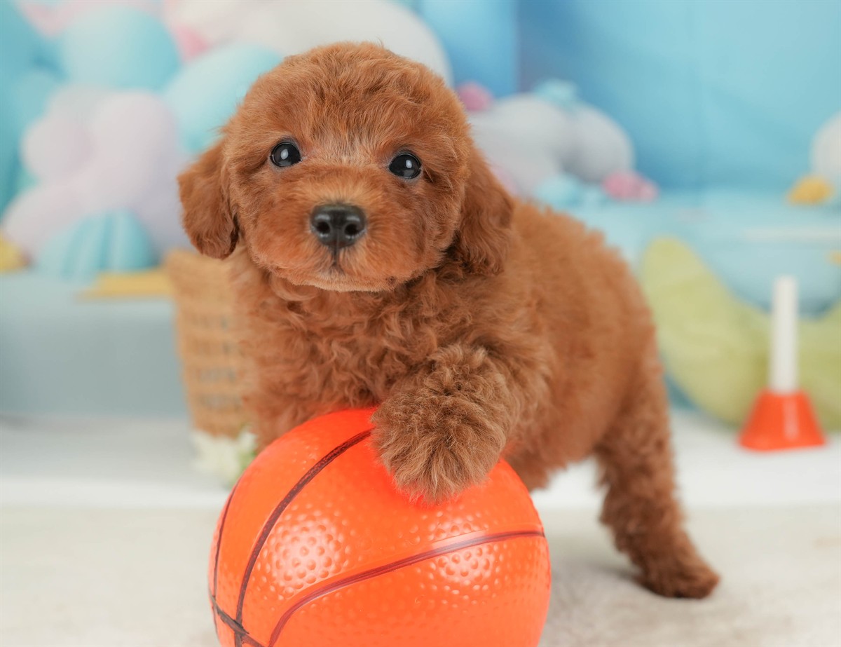 トイ・プードル | 男の子 | レッド | 2026年3月5日（ID:dog-30003134）