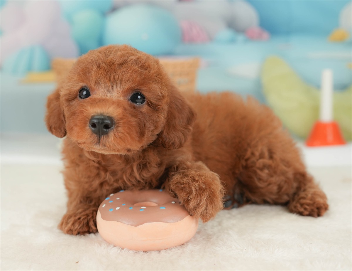 トイ・プードル | 男の子 | レッド | 2026年3月5日（ID:dog-30003134）