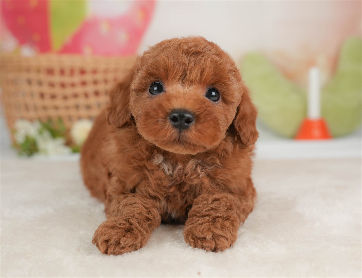 トイ・プードル | 男の子 | レッド | 2026年3月5日（ID:dog-30003135）