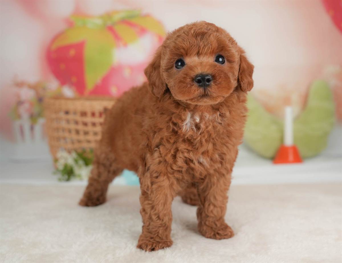 トイ・プードル | 男の子 | レッド | 2026年3月5日（ID:dog-30003135）