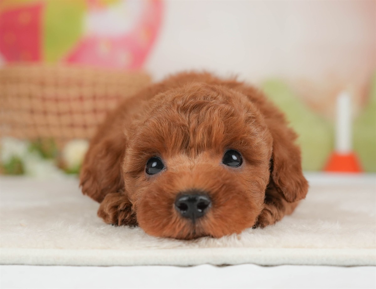 トイ・プードル | 男の子 | レッド | 2026年3月5日（ID:dog-30003135）