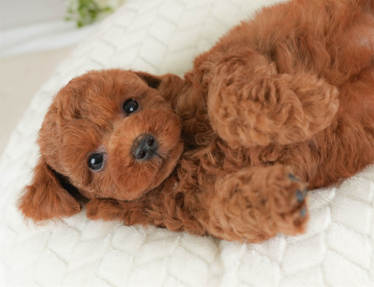 トイ・プードル | 男の子 | レッド | 2026年3月5日（ID:dog-30003135）