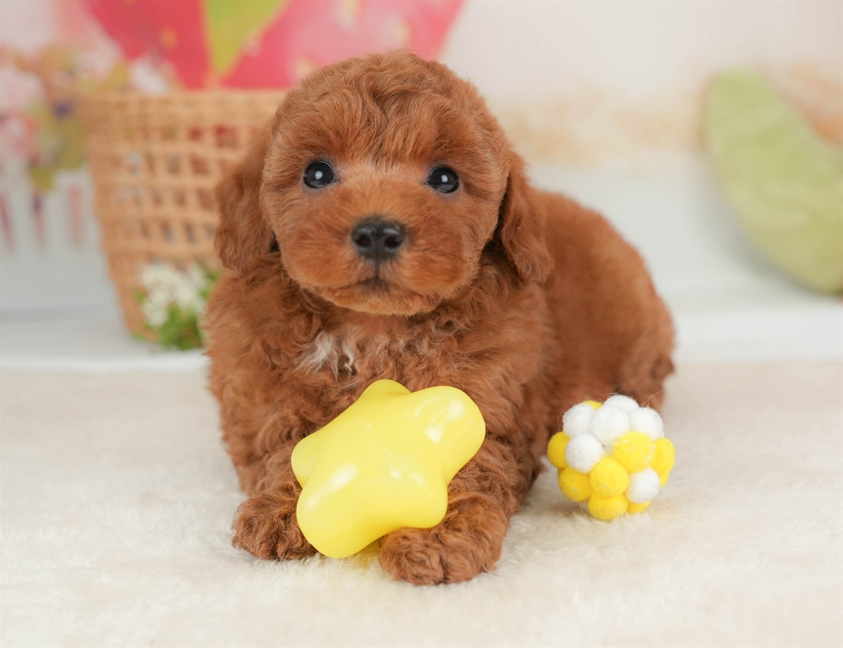 トイ・プードル | 男の子 | レッド | 2026年3月5日（ID:dog-30003135）