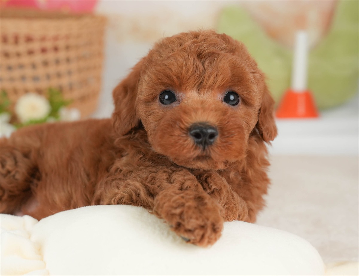 トイ・プードル | 男の子 | レッド | 2026年3月5日（ID:dog-30003135）