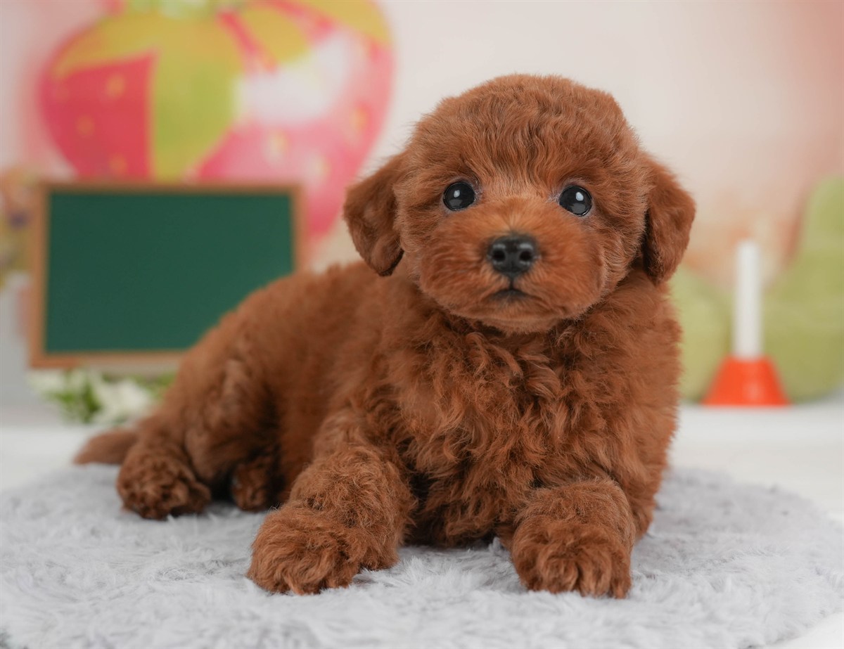 トイ・プードル | 女の子 | レッド | 2026年3月5日（ID:dog-30003136）