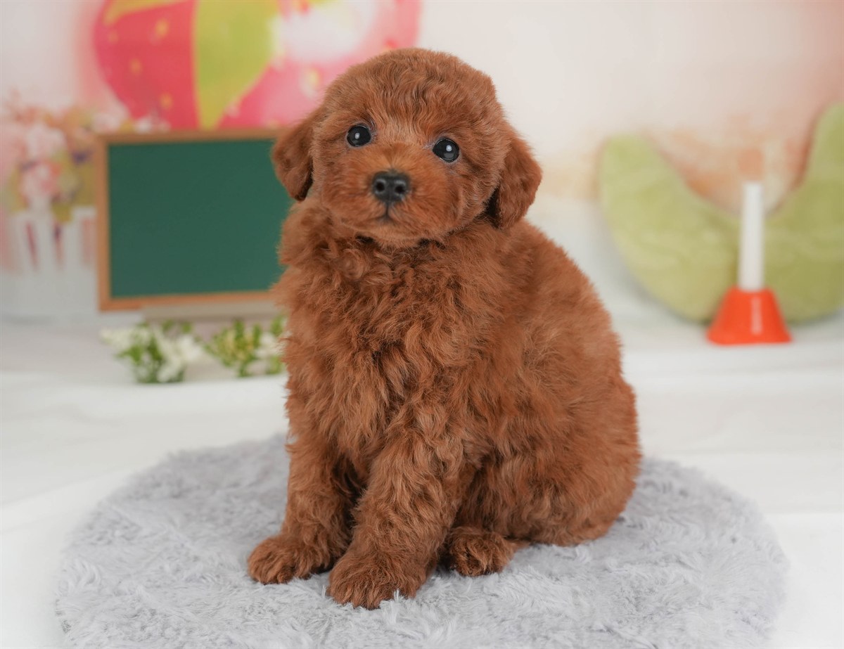 トイ・プードル | 女の子 | レッド | 2026年3月5日（ID:dog-30003136）