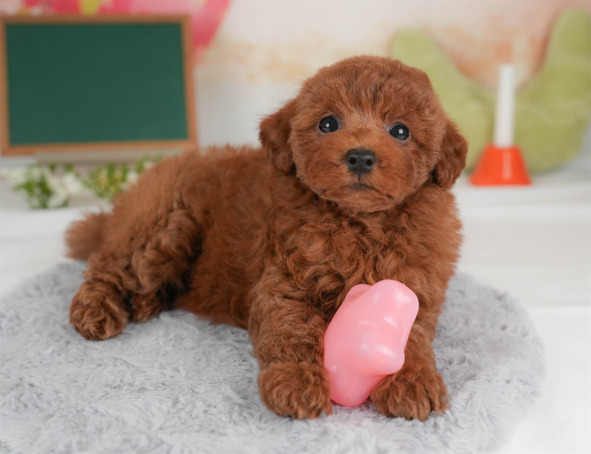 トイ・プードル | 女の子 | レッド | 2026年3月5日（ID:dog-30003136）