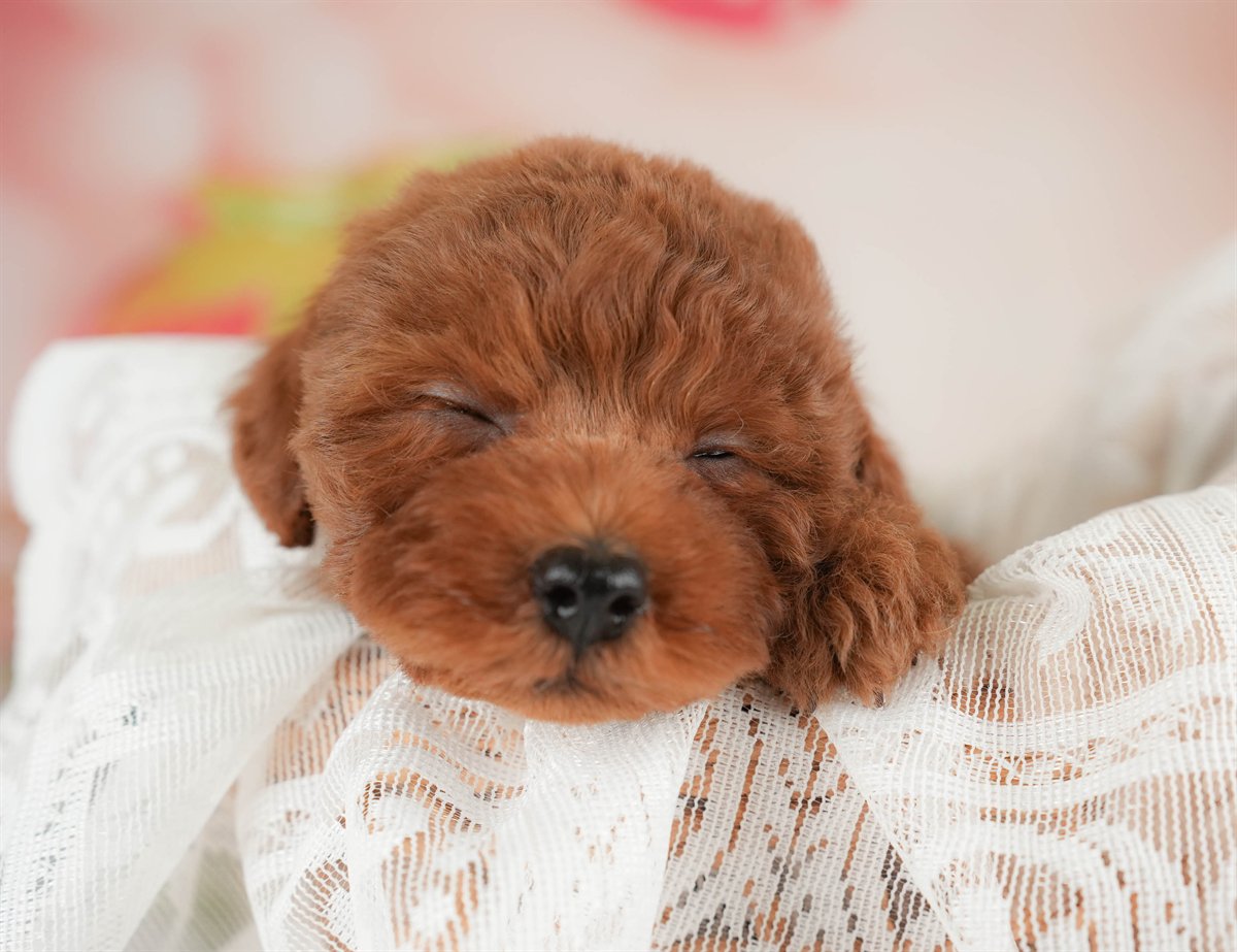 トイ・プードル | 女の子 | レッド | 2026年3月5日（ID:dog-30003136）