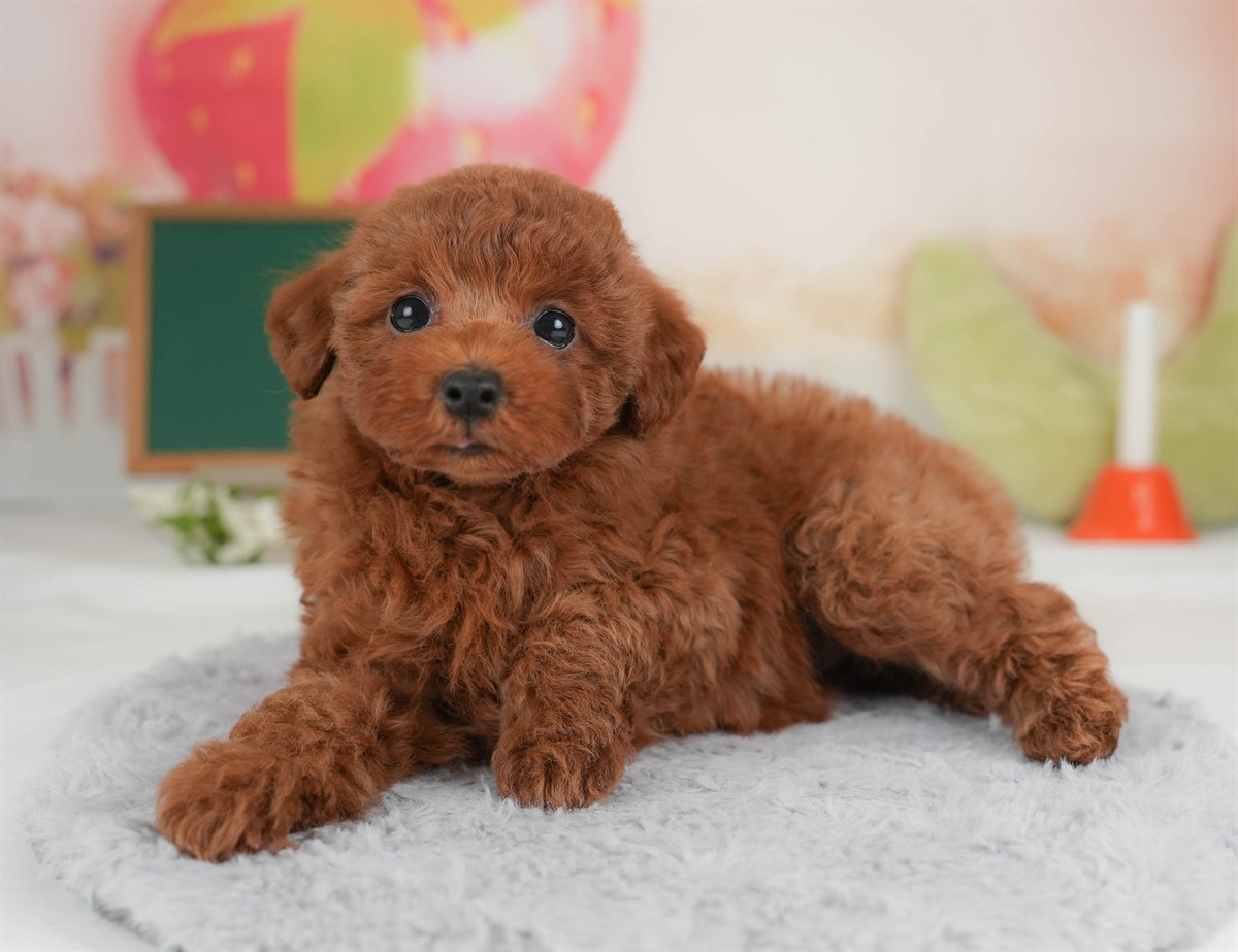 トイ・プードル | 女の子 | レッド | 2026年3月5日（ID:dog-30003136）