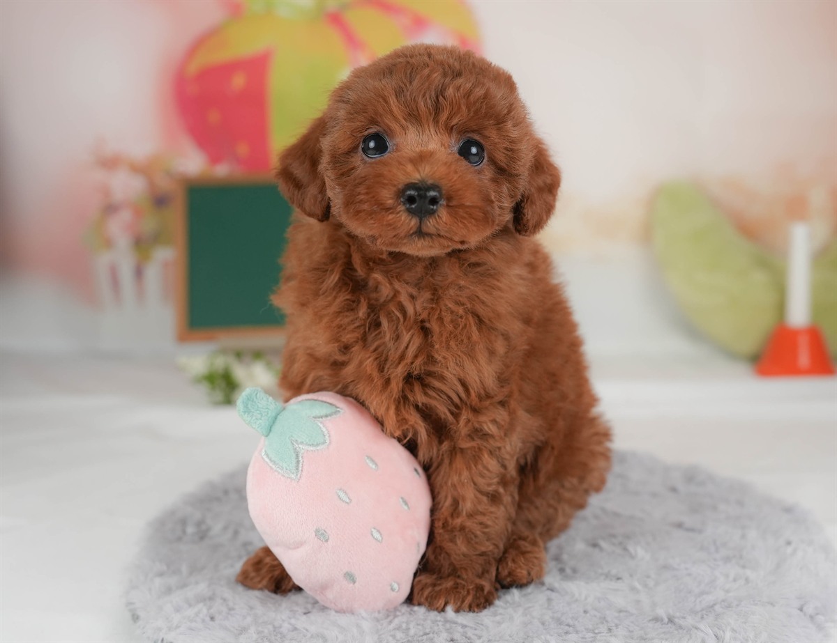 トイ・プードル | 女の子 | レッド | 2026年3月5日（ID:dog-30003136）