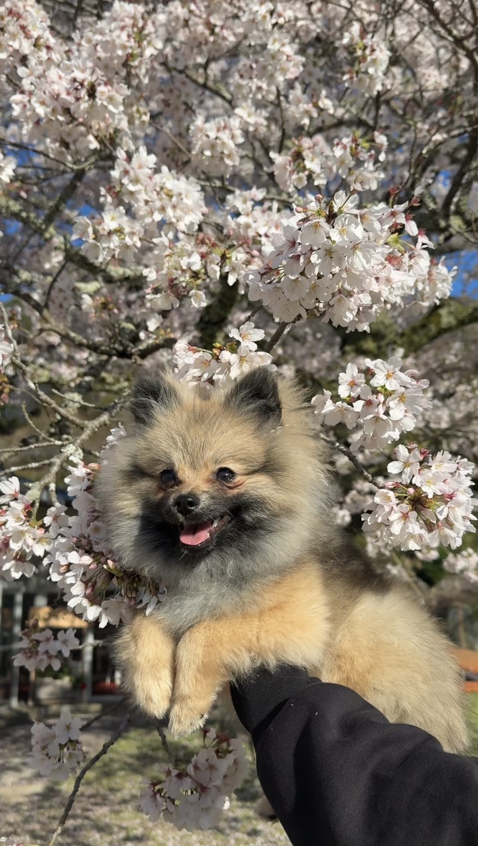 すごい姿勢で遊ぶ姿に笑わされます