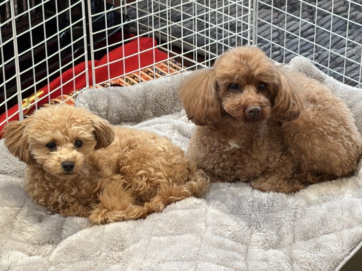 家族の笑顔が増えました