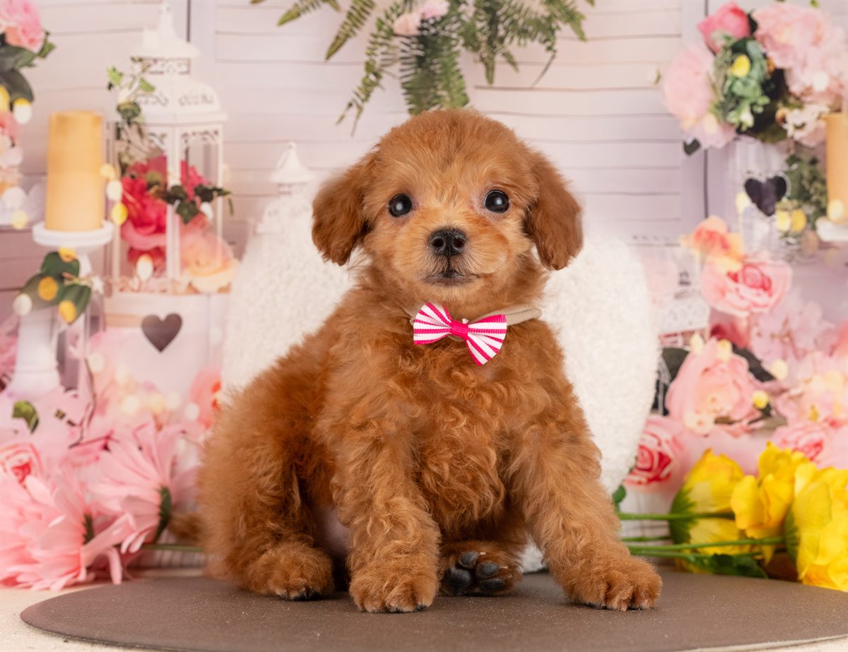 トイ・プードル | 女の子 | レッド | 2025年11月30日（ID:dog-4000543）