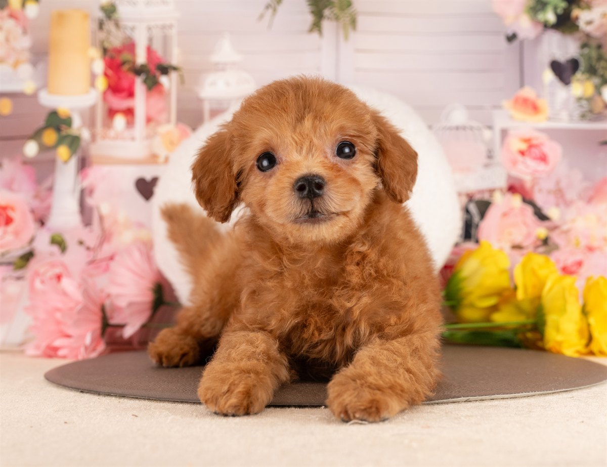 トイ・プードル | 女の子 | レッド | 2025年11月30日（ID:dog-4000543）