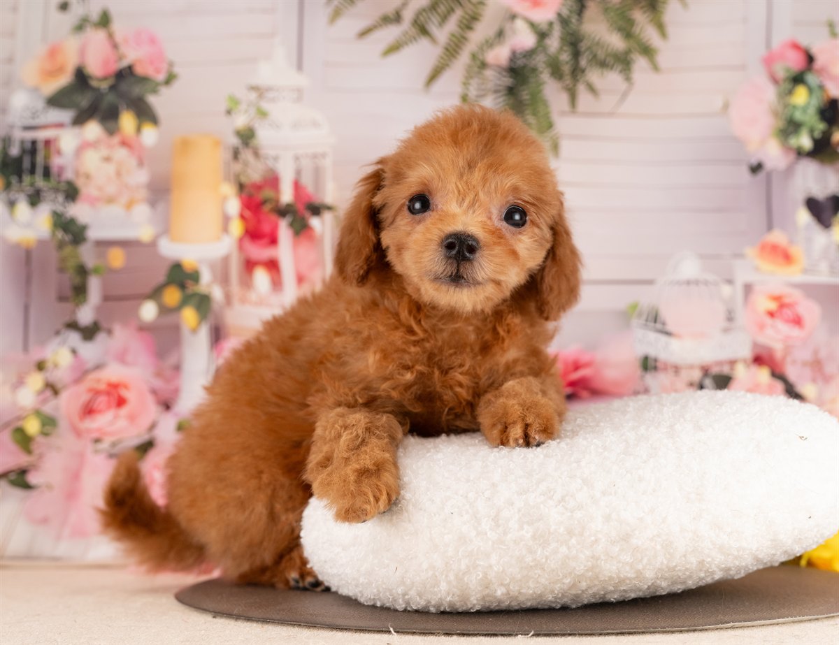 トイ・プードル | 女の子 | レッド | 2025年11月30日（ID:dog-4000543）