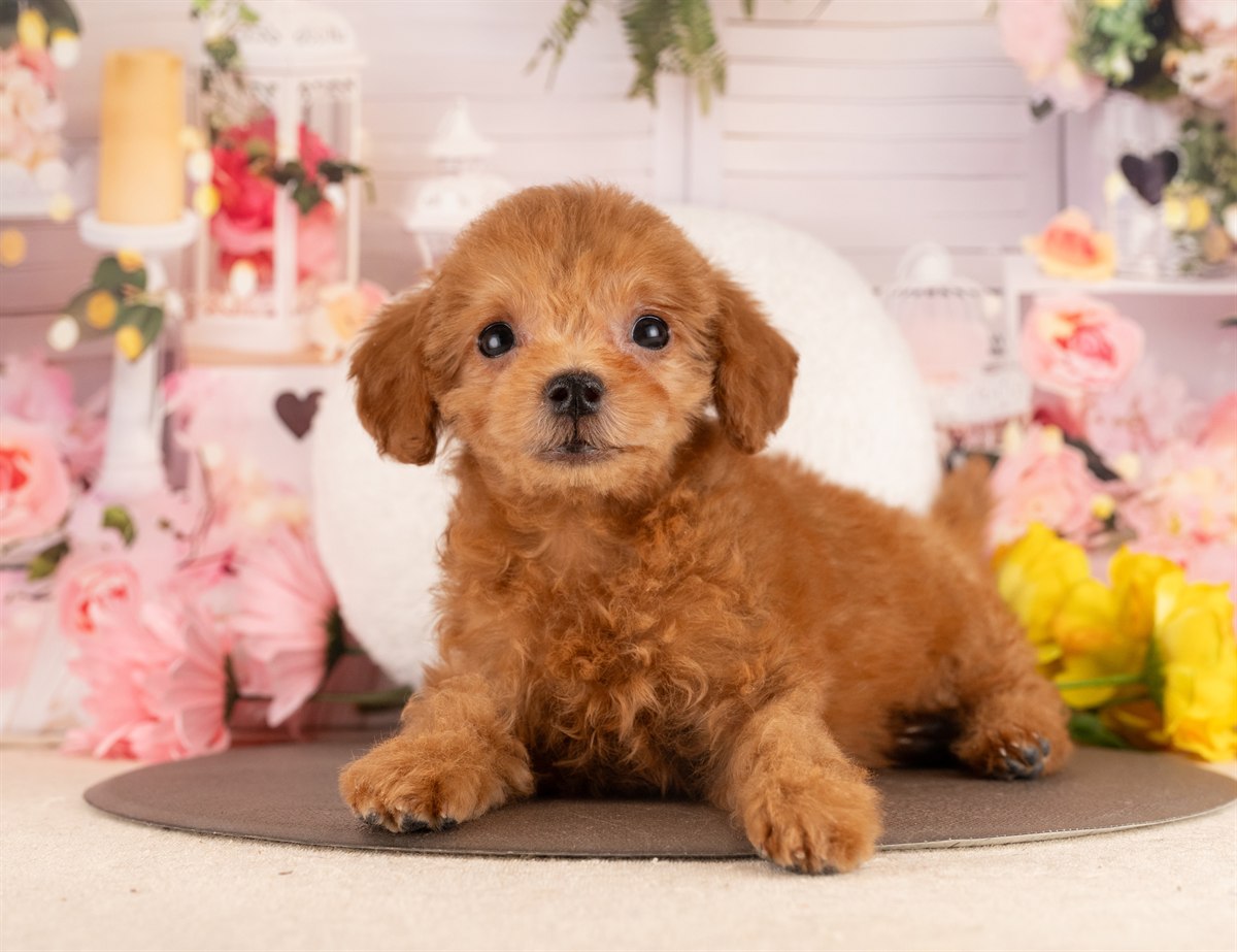 トイ・プードル | 女の子 | レッド | 2025年11月30日（ID:dog-4000543）