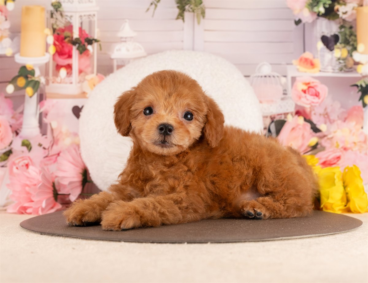 トイ・プードル | 女の子 | レッド | 2025年11月30日（ID:dog-4000543）