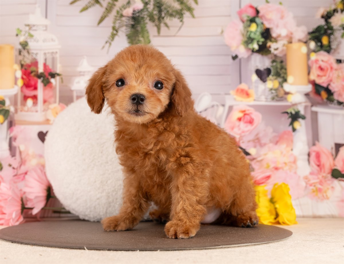 トイ・プードル | 女の子 | レッド | 2025年11月30日（ID:dog-4000543）