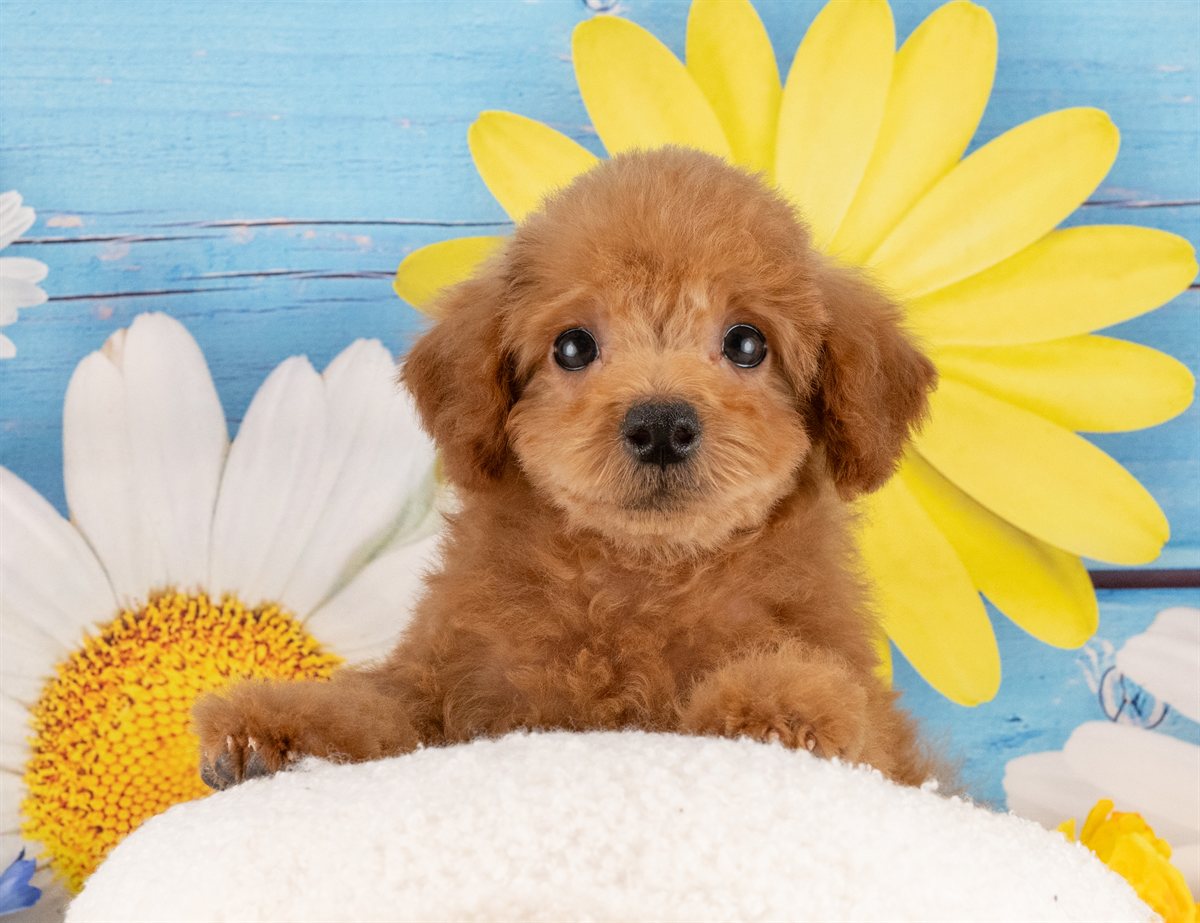 トイ・プードル | 男の子 | レッド | 2025年12月3日（ID:dog-4000556）