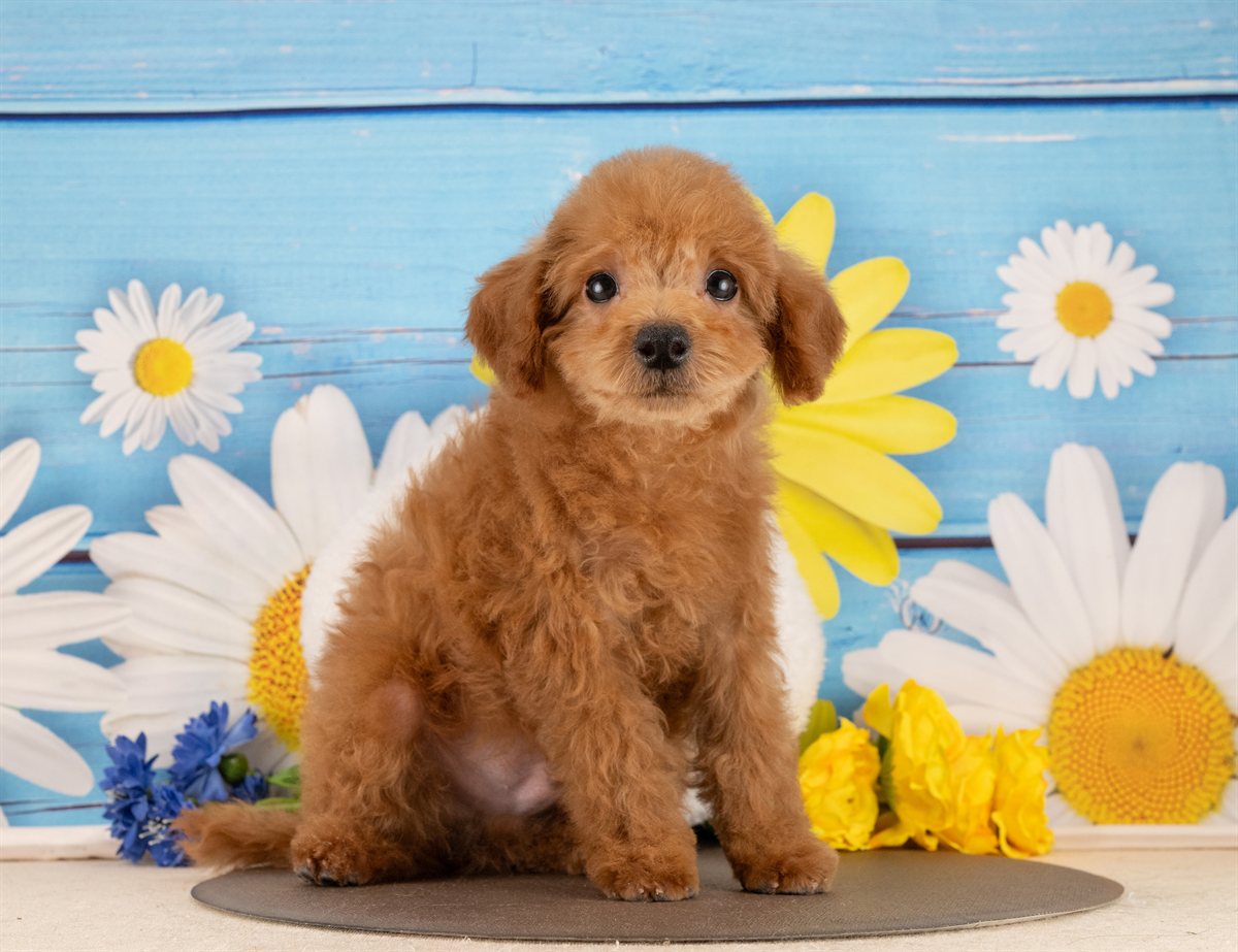 トイ・プードル | 男の子 | レッド | 2025年12月3日（ID:dog-4000556）