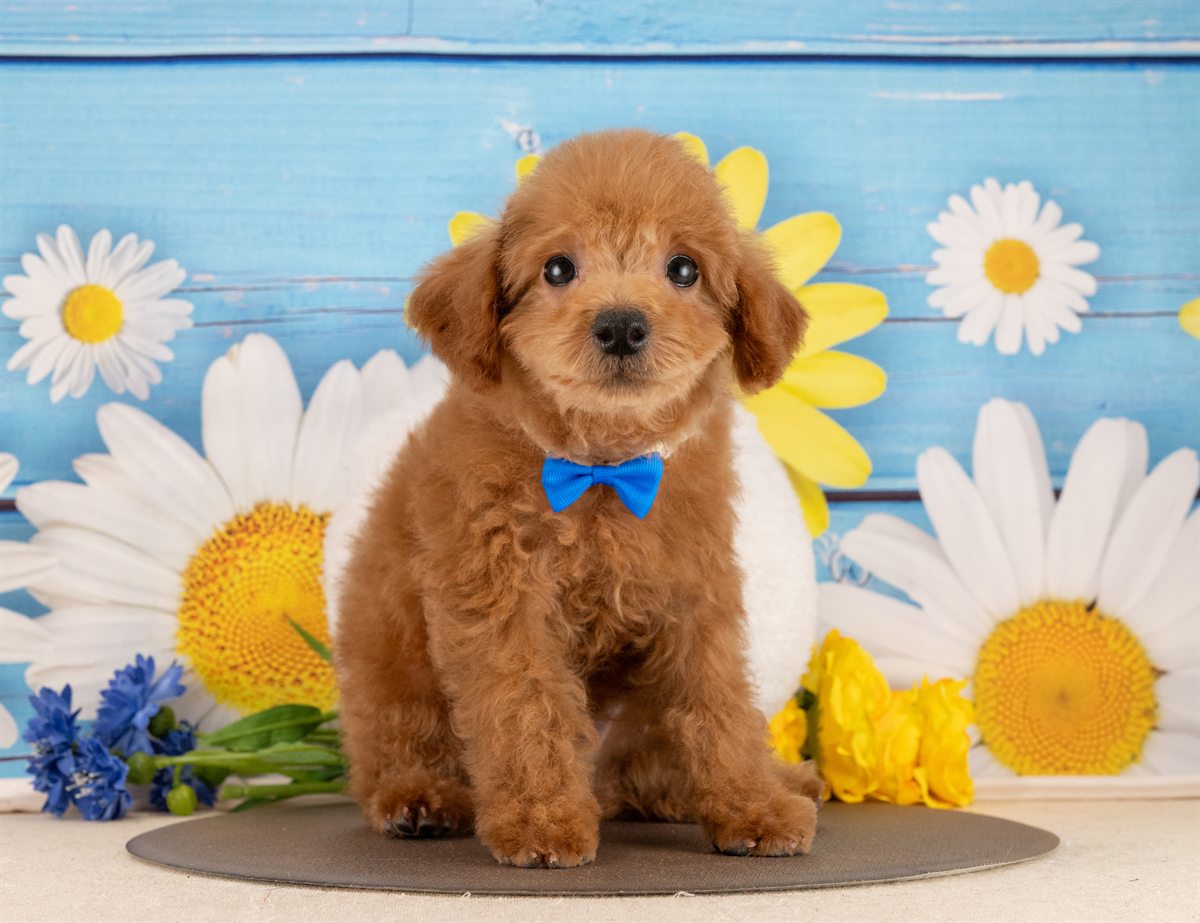 トイ・プードル | 男の子 | レッド | 2025年12月3日（ID:dog-4000556）