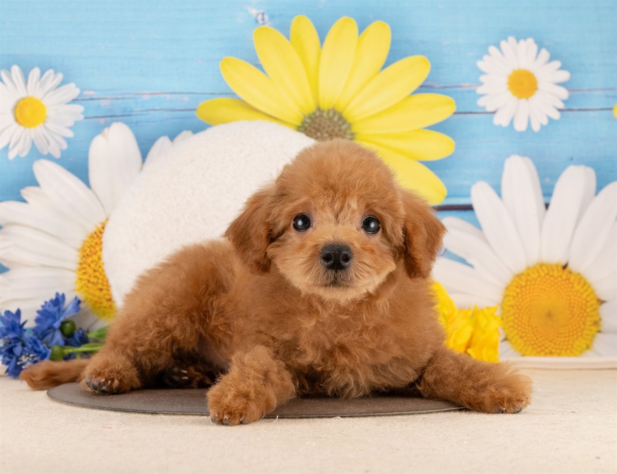 トイ・プードル | 男の子 | レッド | 2025年12月3日（ID:dog-4000556）