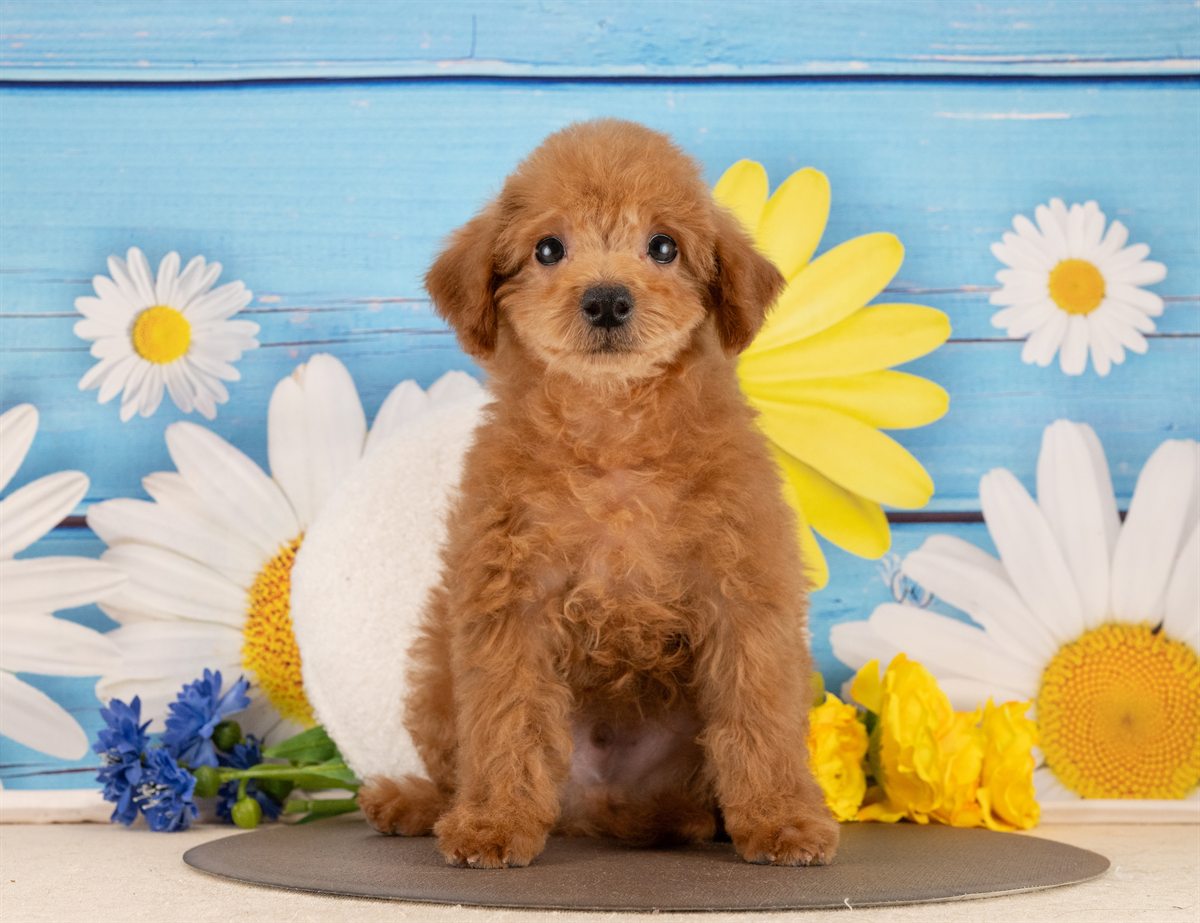 トイ・プードル | 男の子 | レッド | 2025年12月3日（ID:dog-4000556）