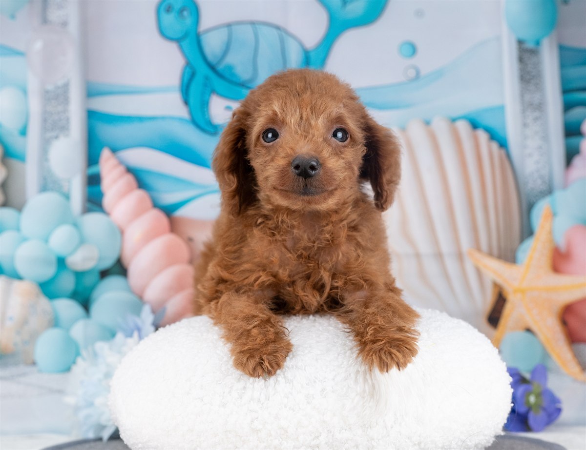 タイニー・プードル | 男の子 | レッド | 2025年12月5日（ID:dog-4000566）