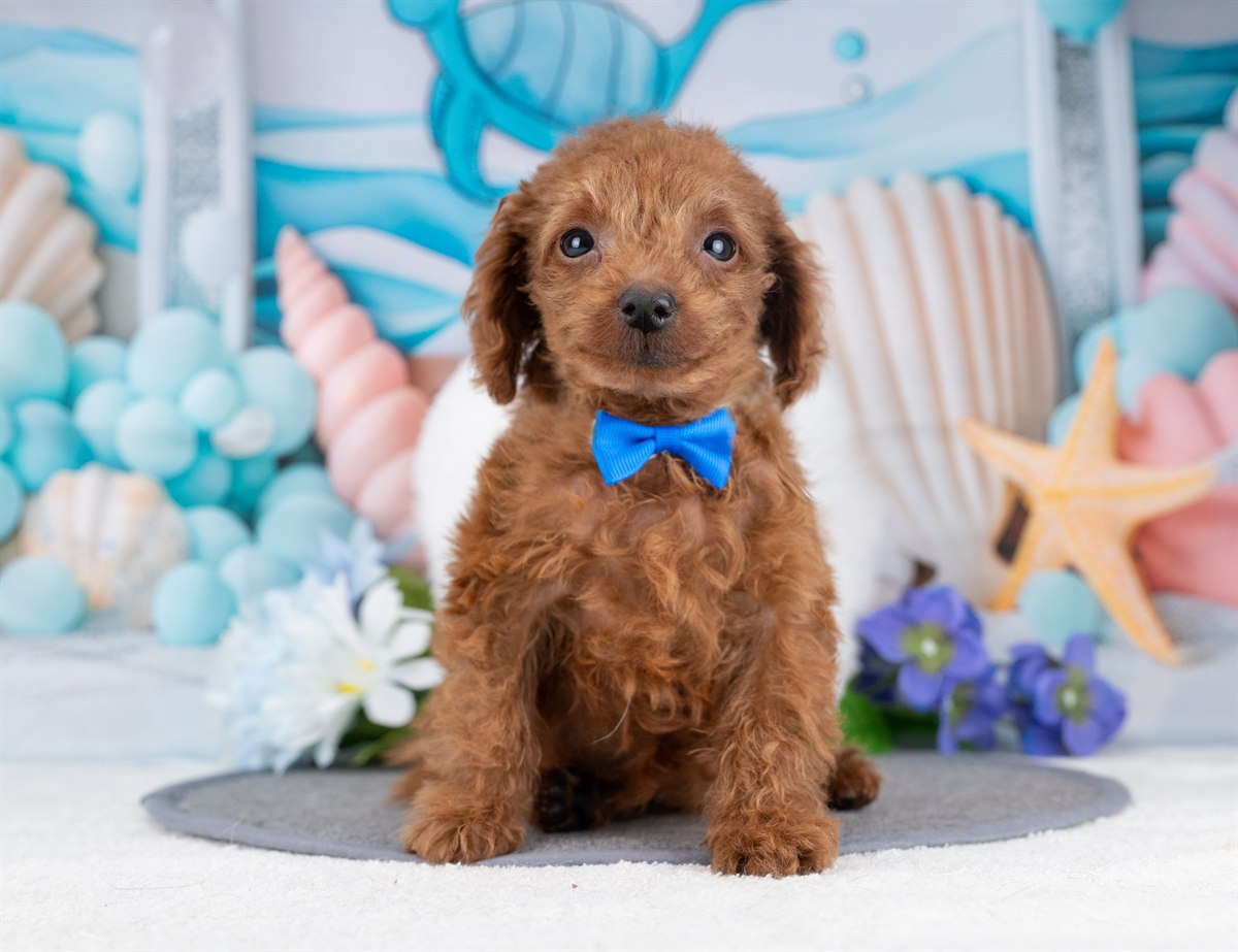 タイニー・プードル | 男の子 | レッド | 2025年12月5日（ID:dog-4000566）