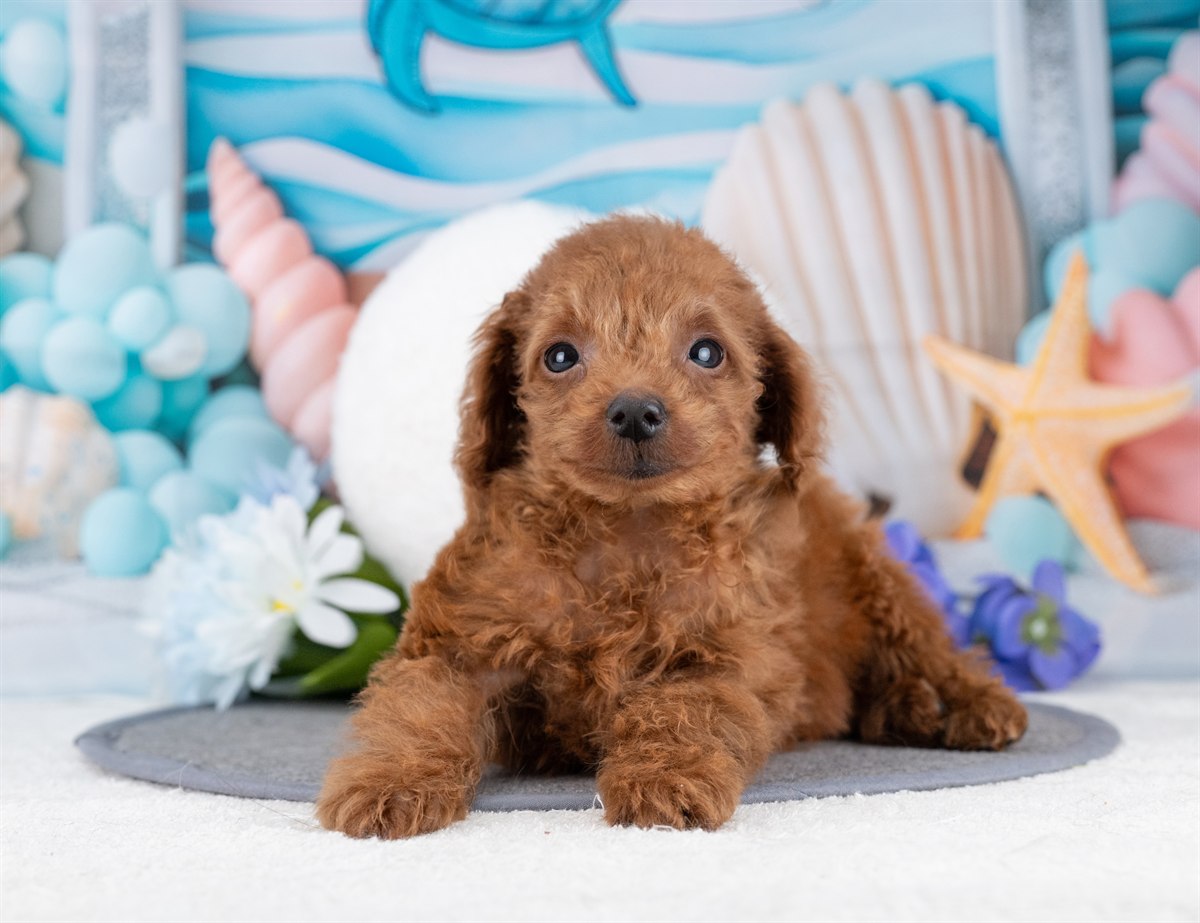 タイニー・プードル | 男の子 | レッド | 2025年12月5日（ID:dog-4000566）