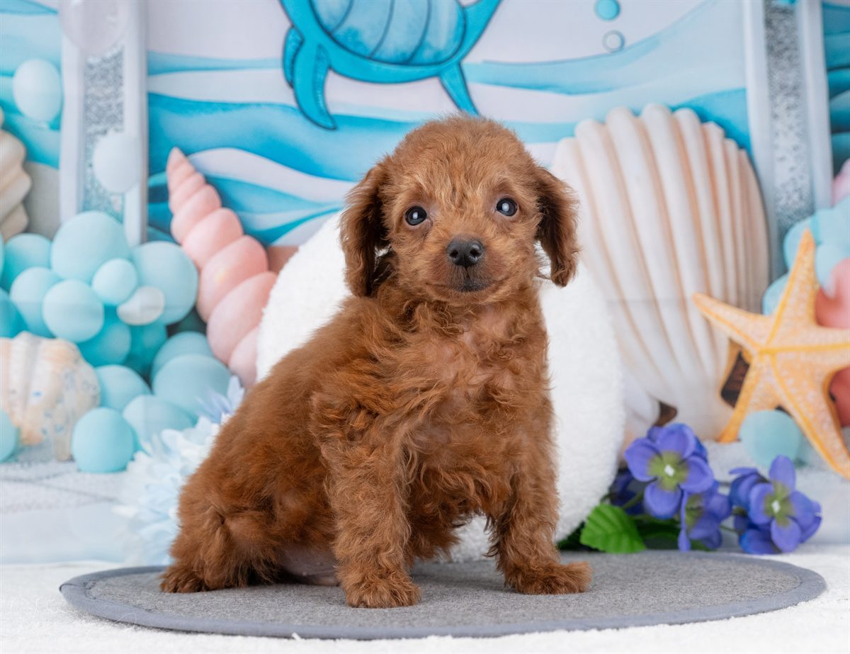 タイニー・プードル | 男の子 | レッド | 2025年12月5日（ID:dog-4000566）